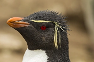 Images Dated 22nd December 2014: Falkland Islands, Saunders Island. Rockhopper penguin portrait