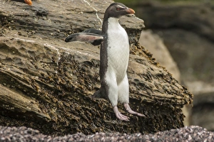 Images Dated 22nd December 2014: Falkland Islands, Saunders Island. Rockhopper penguin hopping
