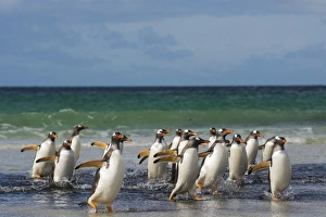 Images Dated 5th February 2014: Falkland Islands. Saunders Island. Gentoo penguins (Pygoscelis papua) getting out