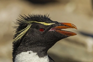 Images Dated 25th December 2014: Falkland Islands, Saunders Island. Rockhopper penguin portrait