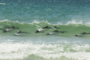 Images Dated 22nd December 2014: Falkland Islands, Saunders Island. Commersons dolphins swimming in wave. Credit as