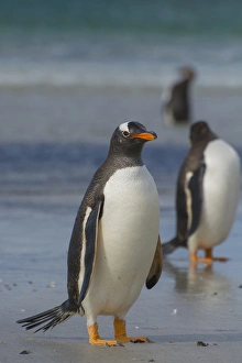 Images Dated 5th February 2014: Falkland Islands. Saunders Island. Gentoo penguin (Pygoscelis papua) walking on the beach