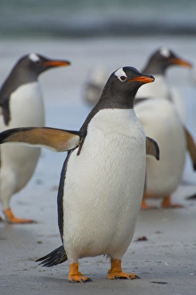 Falkland Islands. Saunders Island. Gentoo penguin (Pygoscelis papua) walking on the beach