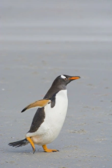 Images Dated 5th February 2014: Falkland Islands. Saunders Island. Gentoo penguin (Pygoscelis papua) walking on the beach