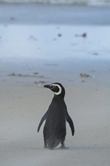Images Dated 5th February 2014: Falkland Islands. Saunders Island. Magellanic penguin (Spheniscus magellanicus)