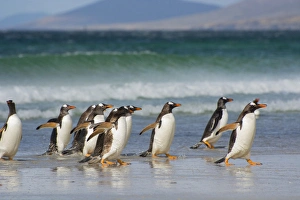 Falkland Islands. Saunders Island. Gentoo penguins (Pygoscelis papua) coming out