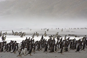 Images Dated 5th February 2014: Falkland Islands. Saunders Island. Gentoo penguins (Pygoscelis papua) fight against