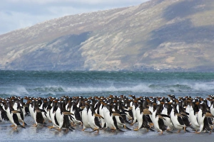 Images Dated 5th February 2014: Falkland Islands. Saunders Island. Gentoo penguins (Pygoscelis papua) rushing into