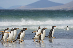 Images Dated 5th February 2014: Falkland Islands. Saunders Island. Gentoo penguins (Pygoscelis papua) coming out