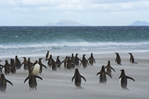 Falkland Islands. Saunders Island. Gentoo penguins (Pygoscelis papua) rush for