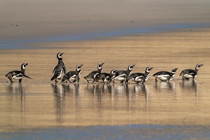 Falkland Islands, Saunders Island. Magellanic penguins reflect in beach water. ©Cathy & Gordon Illg / Jaynes Gallery / DanitaDelimont.com
