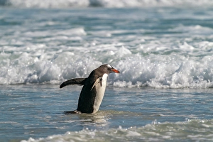 Gentoo Prints: Falkland Islands, Saunders Island