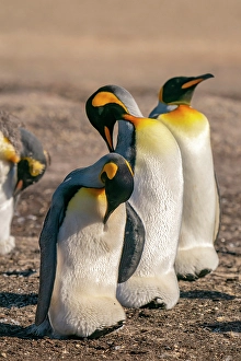 Images Dated 29th February 2024: Falkland Islands, Saunders Island