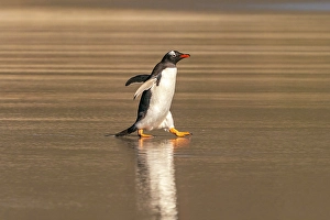 Gentoo Prints: Falkland Islands, Saunders Island