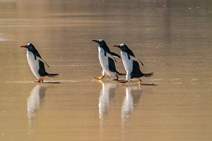 Gentoo Prints: Falkland Islands, Saunders Island