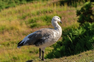 Goose Prints: Falkland Islands, Saunders Island