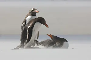 Images Dated 11th January 2009: Falkland Islands, Saunders Island. Gentoo penguins in a sand storm