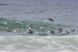 Falkland Islands, Saunders Island. A group of rockhopper penguins porpoise in water