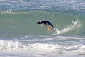 Images Dated 11th January 2009: Falkland Islands, Saunders Island. A gentoo penguin porpoises out of a wave