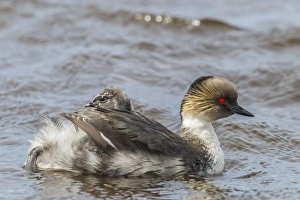 Images Dated 24th December 2014: Falkland Islands, Sea Lion Island. Silvery grebe with chick on back