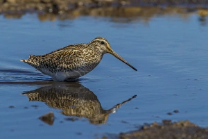 Images Dated 25th December 2014: Falkland Islands, Sea Lion Island. Magellanic snipe in water