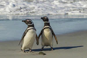 Images Dated 25th December 2014: Falkland Islands, Sea Lion Island. Magellanic penguins on beach