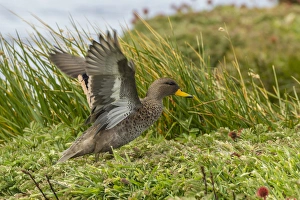 Images Dated 24th December 2014: Falkland Islands, Sea Lion Island. Speckled teal duck close-up