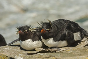 Images Dated 25th December 2014: Falkland Islands, Sea Lion Island. Rockhopper penguins resting