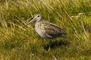 Images Dated 25th December 2014: Falkland Islands, Sea Lion Island. Magellanic snipe close-up
