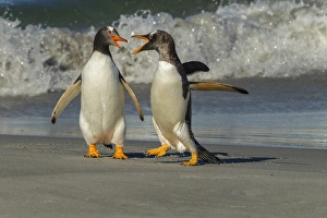 Images Dated 25th December 2014: Falkland Islands, Sea Lion Island. Gentoo penguins arguing on beach