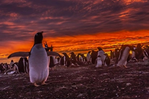 Images Dated 25th December 2014: Falkland Islands, Sea Lion Island. Gentoo penguin colony at sunset