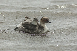 Images Dated 24th December 2014: Falkland Islands, Sea Lion Island. Silvery grebe with chick on back