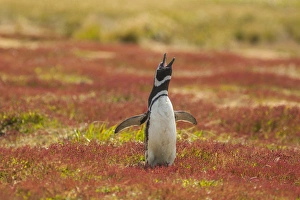 Images Dated 24th December 2014: Falkland Islands, Sea Lion Island. Magellanic penguin braying