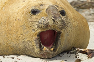 Images Dated 24th December 2014: Falkland Islands, Sea Lion Island. Close-up of southern elephant seal. Credit as