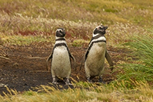 Images Dated 24th December 2014: Falkland Islands, Sea Lion Island. Magellanic penguins