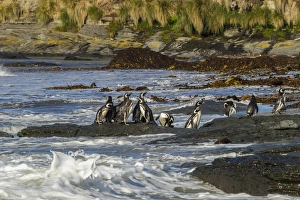 Images Dated 25th December 2014: Falkland Islands, Sea Lion Island. Magellanic penguins and surf