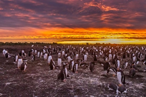 Images Dated 25th December 2014: Falkland Islands, Sea Lion Island. Gentoo penguins colony at sunset
