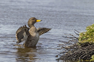 Falkland Islands, Sea Lion Island. Speckled teal duck in water
