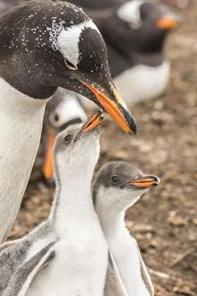 Penguin Prints: Falkland Islands, Sea Lion Island. Gentoo penguin with chicks
