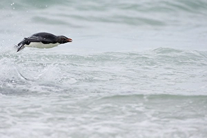 Images Dated 7th June 2024: Falkland Islands. A single rockhopper penguin porpoises out of the ocean