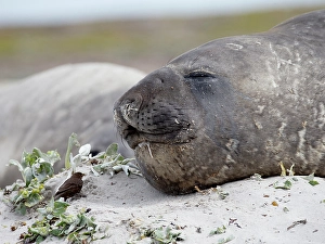 Species Prints: Falkland Islands. A tussock bird approaches a drooling elephant seal