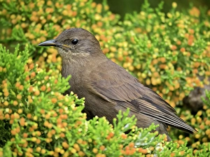 Images Dated 29th August 2024: Falkland Islands. A tussock sits in a flowering hedge