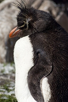 Images Dated 24th March 2010: Falkland Islands, West Falkland, Saunders Island. Southern Rockhopper penguin (wild