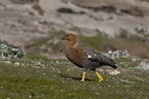 Saunders Prints: Falkland Islands, West Falkland, Saunders Island. Female Upland goose (wild: Chloephaga