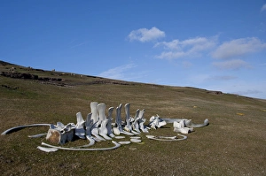 Images Dated 24th March 2010: Falkland Islands, West Falkland, Saunders Island. Whale bones in sheep pasture