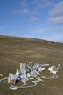 Images Dated 24th March 2010: Falkland Islands, West Falkland, Saunders Island. Whale bones in sheep pasture