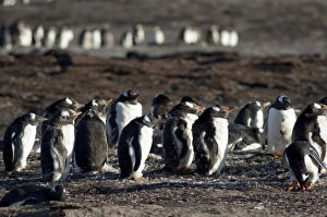 Images Dated 24th March 2010: Falkland Islands, West Falkland, Saunders Island. Gentoo penguins (wild: Pygoscelis