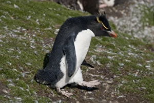 Images Dated 24th March 2010: Falkland Islands, West Falkland, Saunders Island. Southern Rockhopper penguin (wild