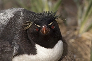 Funny Prints: Falkland Islands, West Falkland, West Point Island aka Albatross Island. Southern