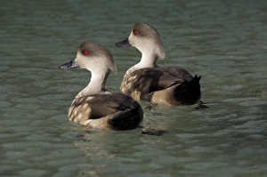 Falkland Islands, West Falkland, Saunders Island. Patagonian crested duck pair (wild